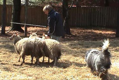 Robbie is pushing the sheep a bit too much and they are starting to pass the handler.